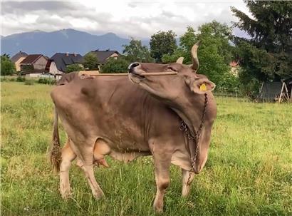 Veronika arbeitet konzentriert mit Werkzeug, um sich zu kratzen