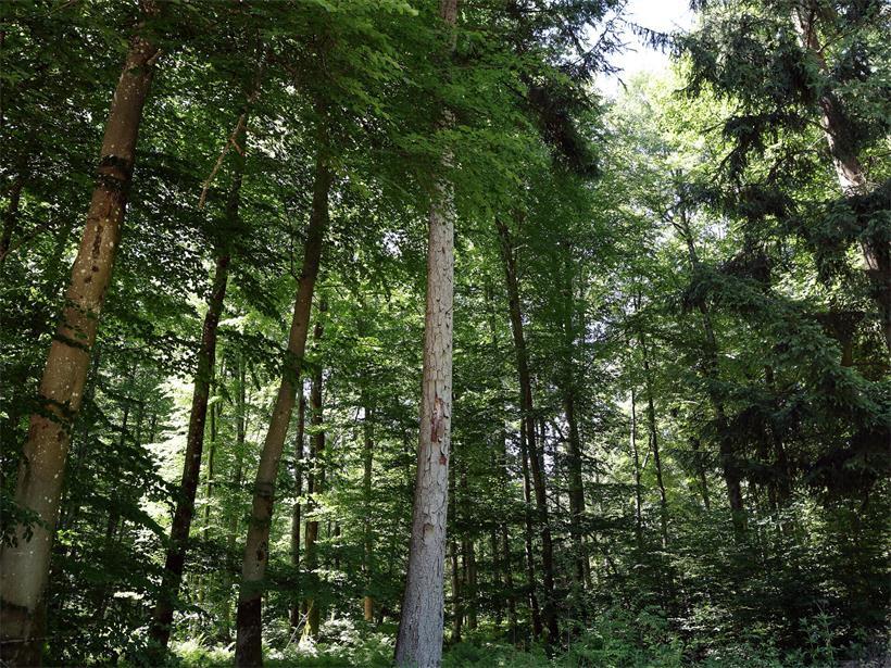 Welche Bäume mit Trockenheit und hohen Temperaturen besser zurechtkommen Waldbesitzer können beim Staat finanzielle Hilfen beantragen