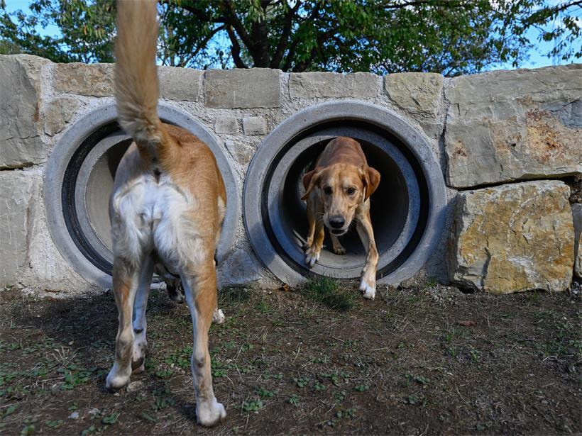 Hier können sich Hunde austoben: Gemeinde eröffnet neuen Park in Raemerich