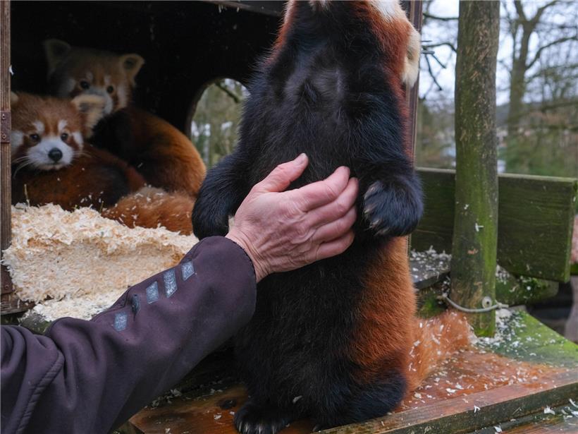 Über den Alltag der Roten Pandas im Bettemburger „Parc Merveilleux“