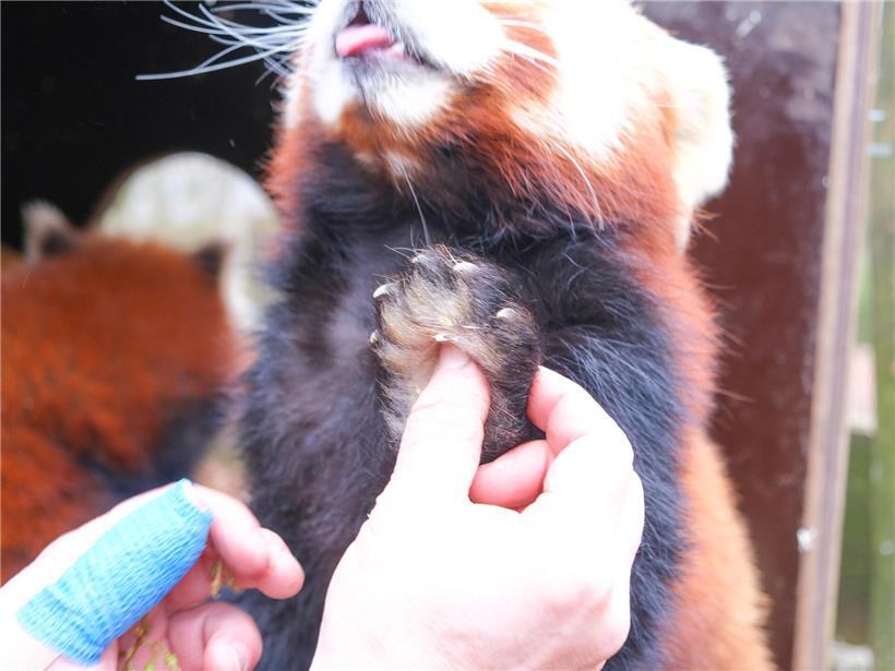 Über den Alltag der Roten Pandas im Bettemburger „Parc Merveilleux“