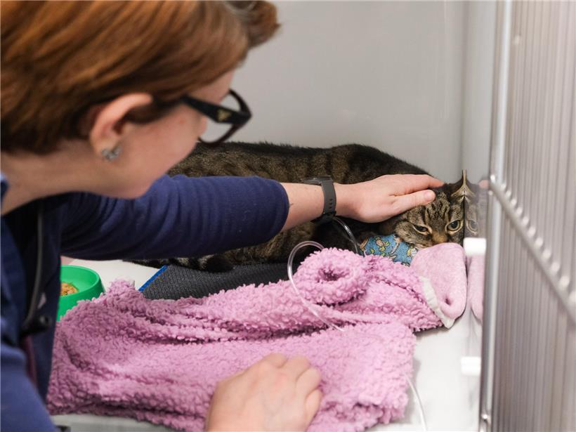 Tiere retten, Karneval feiern, Wörter suchen!