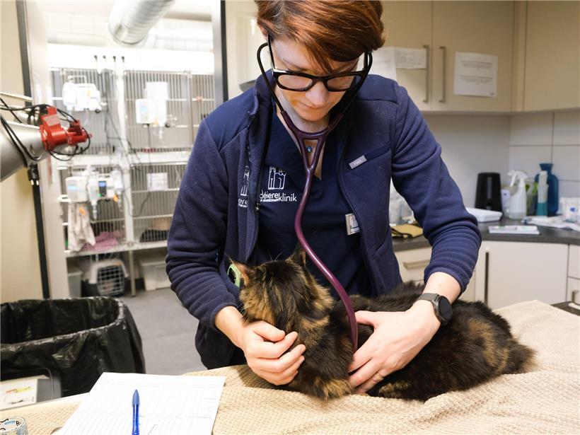 Tiere retten, Karneval feiern, Wörter suchen!