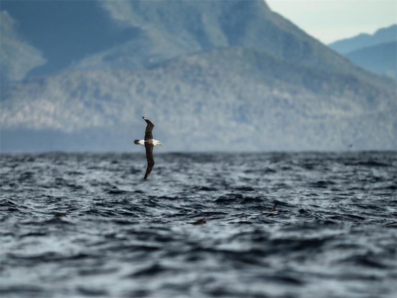 Tasmanien ist ein Albatros-Paradies