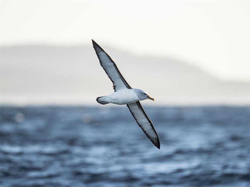 Tasmanien ist ein Albatros-Paradies