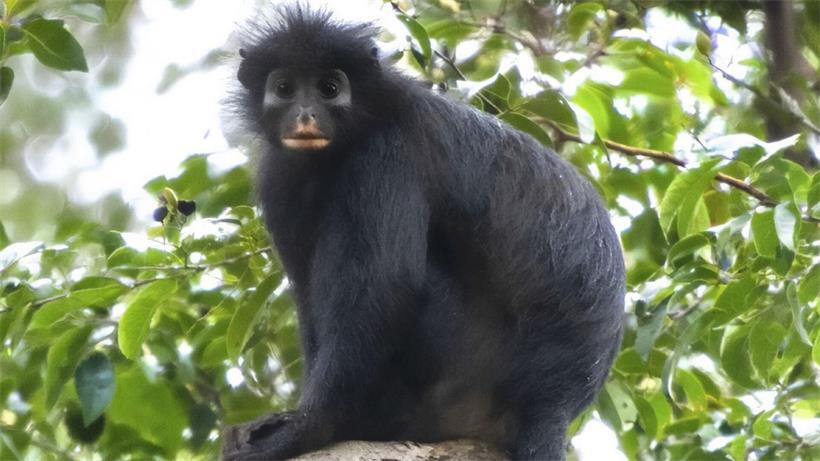 Forscher entdecken neue Affenart im Kongo Wegen der Bedrohung seines Lebensraums wollen Wissenschaftler Colobus congoensisals als stark gefährdete Art einstufen lassen
