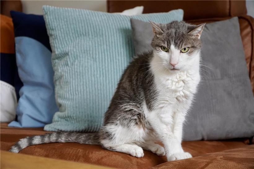 Katze mit halb geschlossenen Lidern entspannt sich, Nervensystem schaltet auf Ruhe und Erholung um