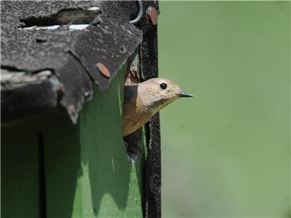 Vogelfreundlicher Garten mit Nistkästen an Baum befestigt für naturnahe Hausgestaltung und Vogelartenförderung
