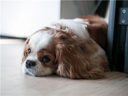 Hund und Katze aus dem Ausland importieren – Einhaltung der gesetzlichen Importvorschriften für Haustiere