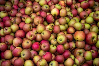 Apfel ohne Pestizide in Hand gehalten, Symbol für gesundes Bio-Obst und nachhaltigen Obstbau