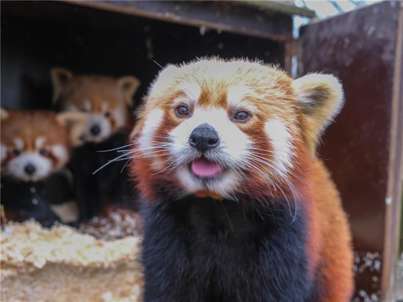 Junge, süße Tiere, die nur von erfahrenen Pflegern berührt werden dürfen, mit Warnhinweis "Nicht anfassen"