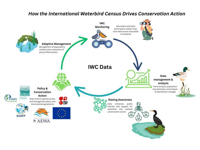 IWC Mitarbeitende setzen Naturschutzmaßnahmen in der Natur um, nachhaltiger Umweltschutz und Artenschutz im Fokus
