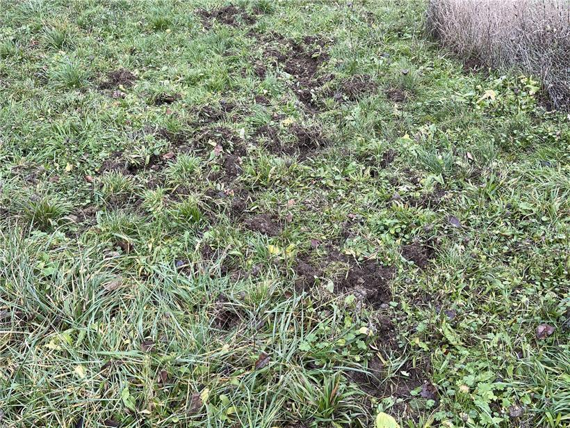 Wildschweinspuren im Wald auf weichem Boden, typische Fährten von Wildschweinen in der Natur