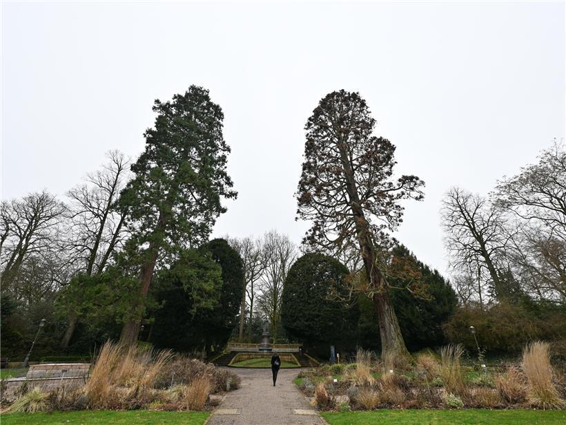 Rund 150 Jahre alter Riesenmammutbaum wird am Wochenende gefällt