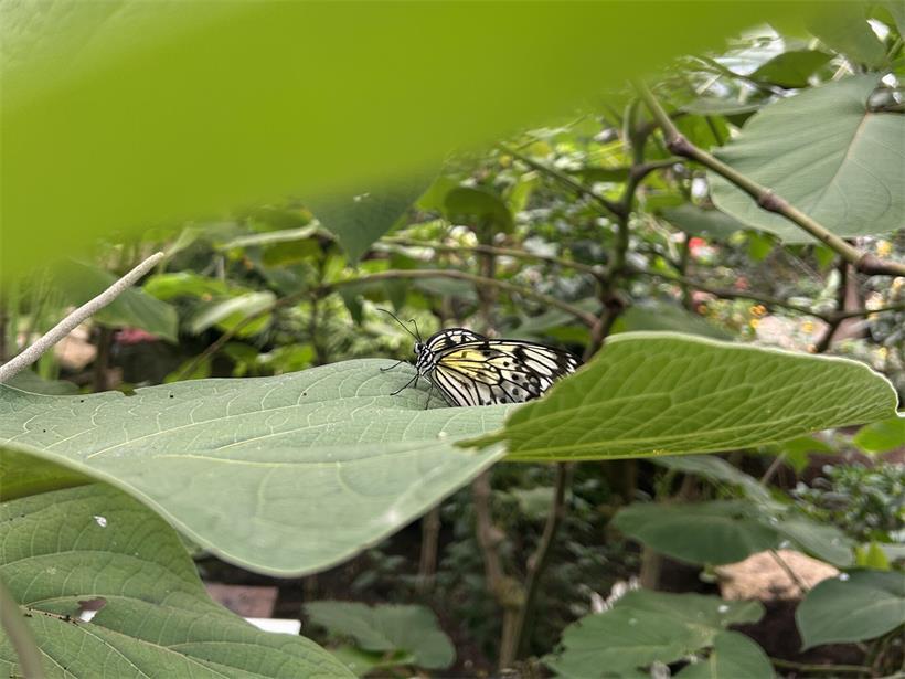 Bunte Schmetterlinge auf tropischen Pflanzen in einem üppigen Garten mit vielfältiger Artenvielfalt und ruhiger Atmosphäre