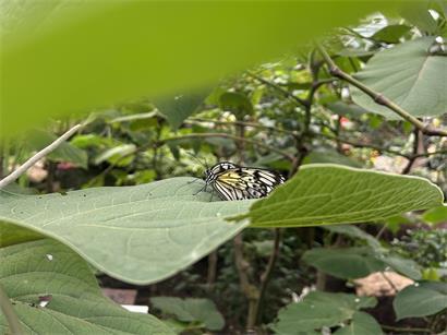 Bunte Schmetterlinge auf tropischen Pflanzen in einem üppigen Garten mit vielfältiger Artenvielfalt und ruhiger Atmosphäre