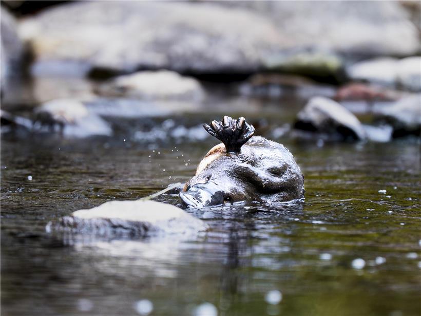 Schnabeltier liegt auf Stein und kratzt sich zwischen zwei Tauchgängen im natürlichen Lebensraum